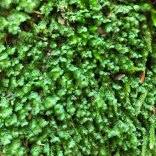 Leafy Liverwort (Scapania sp.)