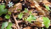 Sharp-lobed Hepatica (Anemone acutiloba) & Foamflower; False Miterwort (Tiarella cordifolia)