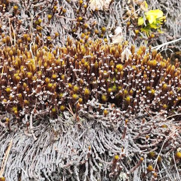 a Haircap Moss (Polytrichum sp.)