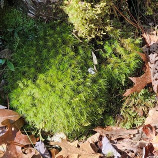 a Windswept Moss (Dicranum sp.)