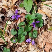 Common Blue Violet (Viola sororia) Plant