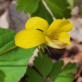 Downy Yellow Violet (Viola pubescens) Bloom