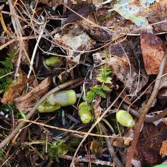 Little Brown Jugs (Hexastylis arifolia)