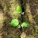 Moss Protected Sweet White Violet (Viola blanda)