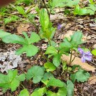 Three Lobed or Wood Violet (Viola palmata)