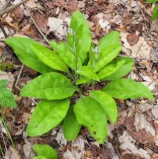 Wild Comfrey (Cynoglossum virginianum)