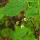 Buckberry (Gaylussacia ursina) Blooms