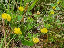 Low or Pinnate Hop Clover (Trifolium campestre)