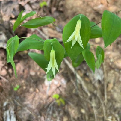 Perfoliate Bellwort (Uvularia perfoliata)