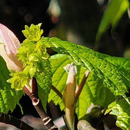 Striped Maple (Acer pensylvanicum) Flower