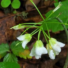 Toothwort (Cardamine diphylla) Blooms
