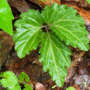 Toothwort (Cardamine diphylla) Leaf