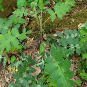 Virginia Waterleaf (Hydrophyllum virginianum)