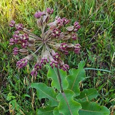 Blunt-leaved Milkweed (Asclepias amplexicaulis) Bloom