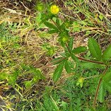 Common Cinquefoil (Potentilla simplex) Bloom and Leaves