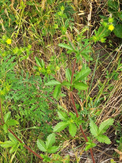 Common Cinquefoil (Potentilla simplex) Plant