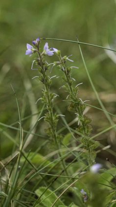 Common Speedwell (Veronica officinalis*)