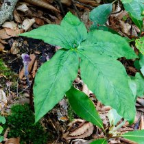 Five-leaved Jack-in-the-Pulpit (Arisaema triphyllum)