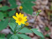 Greater Tickseed (Coreopsis major) Blooms