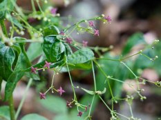 Purple or Wideleaf Bedstraw (Galium latifolium)