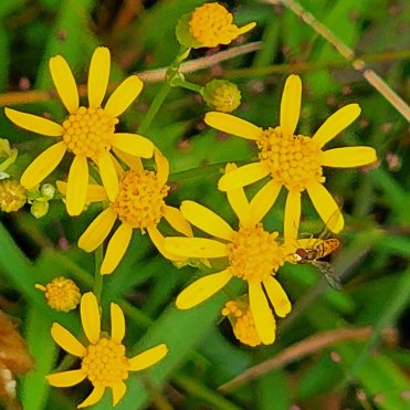 Small's Ragwort (Packera anonyma) Blooms