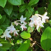 Smooth Azalea (Rhododendron arborescens)