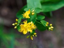 Spotted St. John's-wort (Hypericum punctatum) Blooms