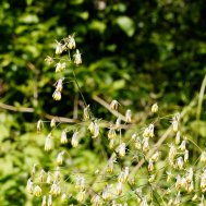 Waxy or Skunk Meadow Rue (Thalictrum revolutum) Male Flowers
