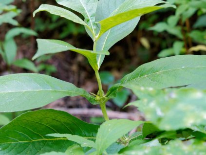 Wild Coffee; Feverwort (Triosteum perfoliatum) Fruit
