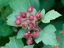 Wineberry (Rubus phoenicolasius*)