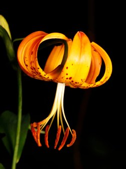 Turk’s Cap Lily (Lilium superbum)