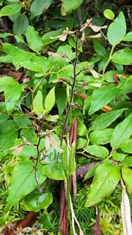Appalachian or Kidney-leaved Twayblade (Neottia smallii)