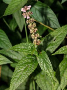 Broadtooth Hedge Nettle (Stachys latidens)