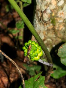 Jack-in-the-Pulpit (Arisaema triphyllum) Fruit