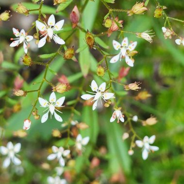 Michaux's Saxifrage (Micranthes petiolaris)