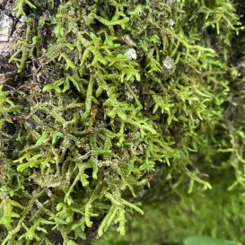Wall Scalewort Liverwort (Porella platyphylla)