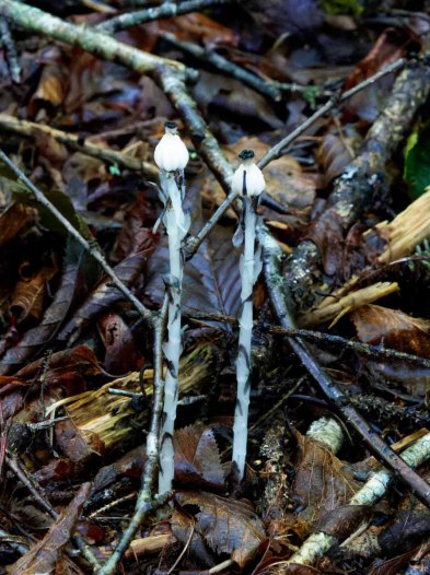 Indian Pipes; Ghost Flower (Monotropa uniflora)