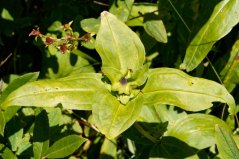 Balsam Mountain Gentian (Gentiana latidens)