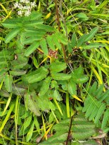 Canadian Burnet (Sanguisorba canadensis) Leaves