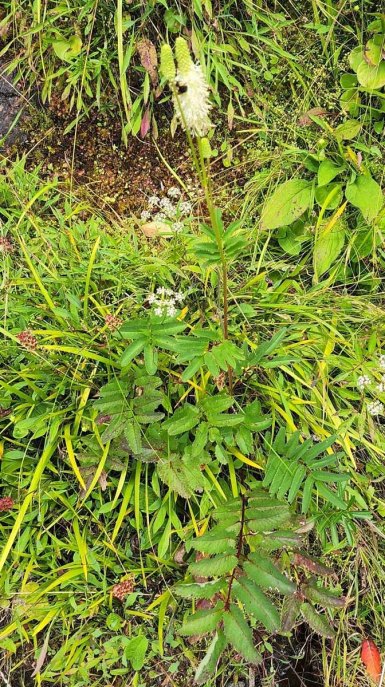 Canadian Burnet (Sanguisorba canadensis) Plant