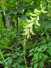 Milk Vetch (Astragalus canadensis var. canadensis)