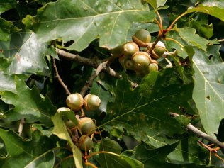 Northern Red Oak (Quercus rubra) Acorns