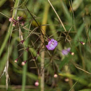 Slender Gerardia; Slender False Foxglove (Agalinis tenuifolia)