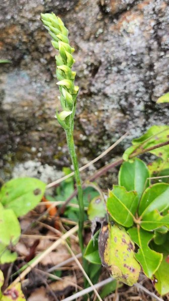 a Lady Tresses (Spiranthes sp.)