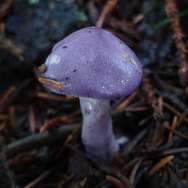 a Viscid Violet Cort Fungus (probably Cortinarius iodes))