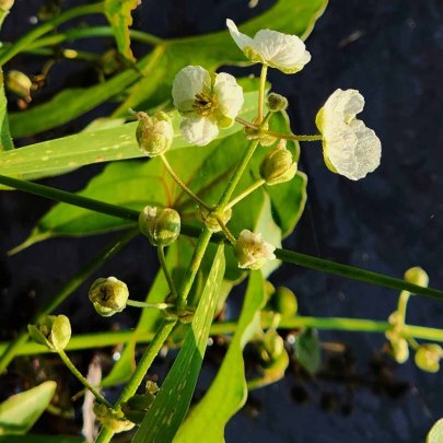 Arrowhead (Sagittaria latifolia) Fading Blooms