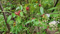 Autumn Olive; Silverberry (Elaeagnus umbellata*) Fruit