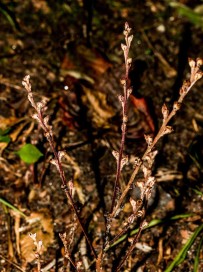Beech Drops (Epifagus virginiana)