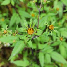 Beggar Ticks; Sticktights (Bidens frondosa) Blooms