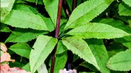 Spotted Joe-Pye-Weed (Eutrochium maculatum)